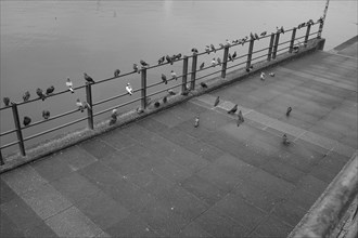 Doves (Columbidae) at the Inner Alster Lake, black and white, Hanseatic City of Hamburg, Hamburg,