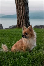 Brown long-haired Chihuahua sitting in a meadow in front of Lake Garda, Sirmione, Lake Garda,