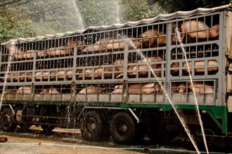 Pigs in a transport truck, getting wet in the rain, behind metal bars