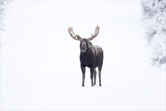 Moose. Alces alces. Bull moose standing on a snow-covered raod and watching. Gaspesie conservation
