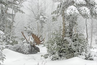 Moose. Alces alces. Bull moose resting under a snowfall in a snow-covered forest in late fall.