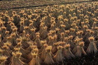 Sheaves of hay, field, hina