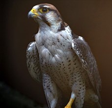 Saker falcon (Falco cherrug), also known as Saker falcon or Saker