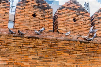 Pigeons in motion with flapping wings on an old brick wall, in Chiang Mai, Thailand, Asia