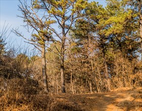 A sunlit forest path winds through dry leaves and tall pine trees, in South Korea