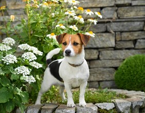 Dog, jack russell terrier, whole figure, outdoor, in the garden, AI generated, AI generated