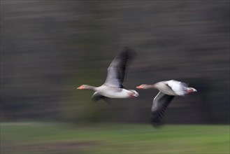 Two greylag geese (Anser anser) in flight with striking motion blur that conveys speed and
