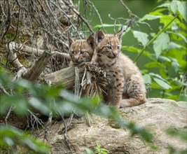 Eurasian lynx (Lynx lynx), two cubs, captive, Bavarian Forest, Bavaria, Germany, Europe