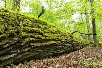 Near-natural deciduous forest, moss-covered deadwood, in spring, Barnbruch Forest nature reserve,