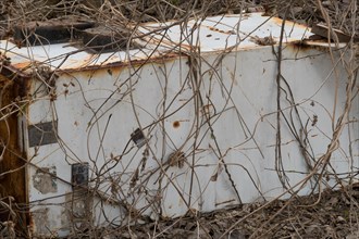 An old and rusty white storage container overgrown with branches, in South Korea