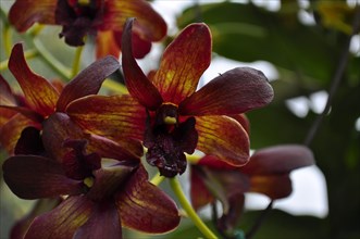 Orchid, sarawak, malaysia