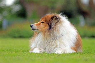 Collie, Long-haired Collie