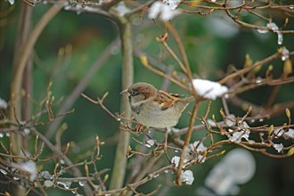 House Sparrow (Passer domesticus)