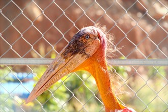 A Greater Adjutant Stork or Leptoptilos dubius behind a chain link fence at a wildlife rescue and