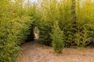 A stone pathway winds through dense green bushes, suggesting a secluded trail, in South Korea