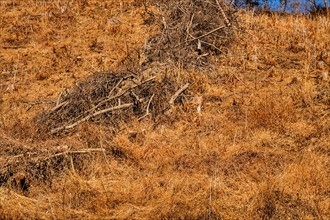 Hill covered with dry, golden grass under a clear sky, in South Korea
