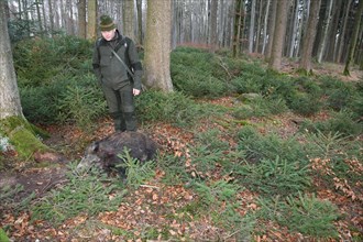 Wild boar hunt, hunter with a wild boar (Sus scrofa) in the forest, Allgaeu, Bavaria, Germany,