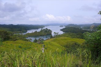 Forest, sarawak, malaysia