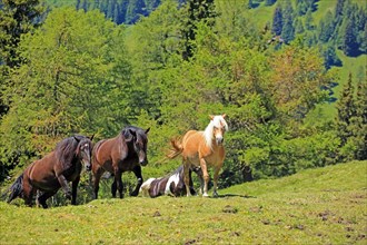 Herd of horses in the mountains