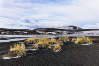 Volcanic landscape with yellow reed grass, Fjallabak Nature Reserve, Sudurland, Iceland, Europe
