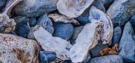 Oyster shells resting among blue and gray rocks, exhibiting natural textures, in South Korea