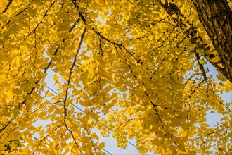 Yellow autumn leaves on tree branches against a blue sky, in South Korea