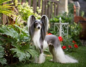 Dog, chinese crested dog, whole figure, outdoor, in the garden, AI generated, AI generated