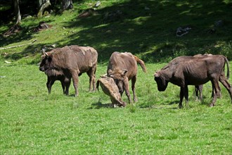 European bison (Bison bonasus) bull attacking helpless calf lying on the ground, captive, Sweden,