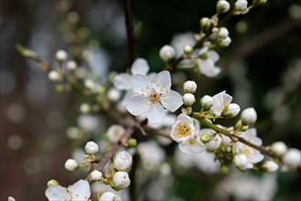 White blossoms, close-up, Ebbs, Tyrol, Austria, Europe
