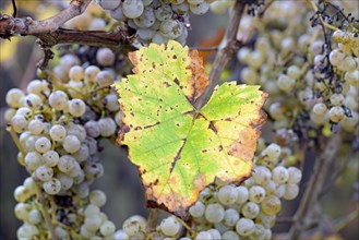 Vine, grapevine, autumn vine leaf and overripe grapes, Moselle, Rhineland-Palatinate, Germany,