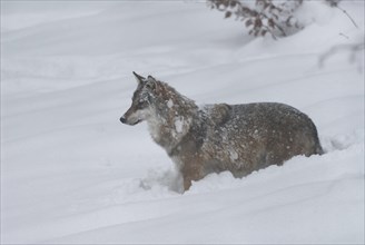 Gray wolf (Canis lupus) standing in the snow and looking attentively, captive, Bavaria, Germany,