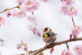 A european goldfinch (Carduelis carduelis) looks back while sitting on a cherry blossom branch,