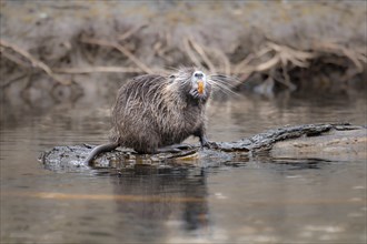 Nutria (Myocastor coypus), wet, standing on a lying tree trunk in the water and showing its orange