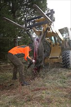 Wild boar hunting, hunter cuts up a wild boar (Sus scrofa) in the forest, Allgaeu, Bavaria,