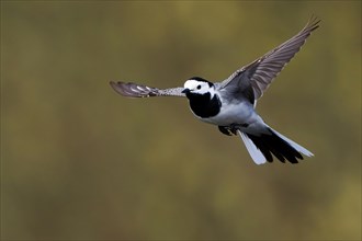 White wagtail (Motacilla alba) in flight with outstretched wings and clear focus, Hesse, Germany,