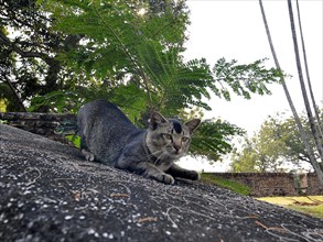 Cat, felis cato, malaysia