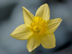 Wild daffodil (Narcissus pseudonarcissus), Braunschweig, Lower Saxony, Germany, Europe