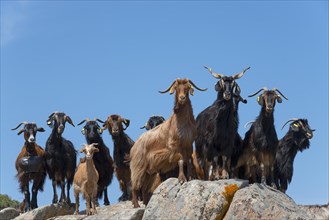 A group of goats standing on rocks under a blue sky, Kriaritsi, Sithonia, Chalkidiki, Central