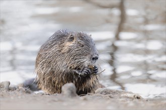 Nutria (Myocastor coypus), wet, holding something in its paws, feeding, profile view, background