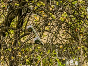 A drone entangled in a tree among branches and green apples, in South Korea