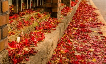 Sidewalk covered in red autumn leaves beside a metal fence, conveying a peaceful fall scene, in