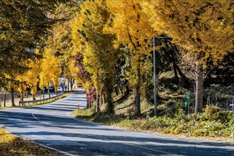 A serene road lined with trees showcasing vibrant yellow autumn foliage under a clear sky, in South