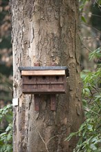 Wooden nesting box for sparrows, brown, attached to a sycamore tree trunk, flaking bark, surrounded