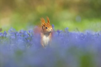 Eurasian red squirrel (Sciurus vulgaris) in a meadow with blue star, Hesse, Germany, Europe