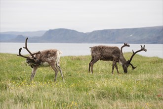Reindeer (Rangifer tarandus) on the shores of the Barents Sea, Lapland, Norway, Scandinavia, Europe