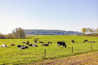 View with grazing dairy cows on a grass meadow in the countryside at springtime, Alleberg,