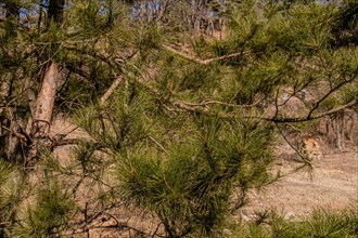 Closeup of pine tree branch in mountain park in Boeun, South Korea, Asia