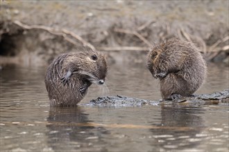 Two nutria (Myocastor coypus), wet, sitting and preening opposite each other, both bent over, one