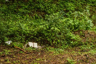 Styrofoam debris littering a green forest, a sign of environmental neglect, in South Korea