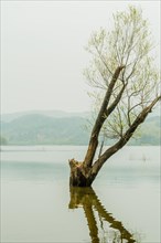 Tree growing in shallow water with reflection in water under overcast sky with mountains in